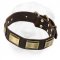 Leather Shar-Pei Collar Decorated with Brass Plates