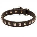 Slim Leather Collar with Square Studs for Shar Pei