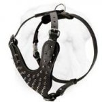 Leather Walking Harness with Spikes for Shar Pei Breed