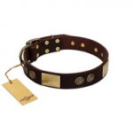 "Bow-Wow Effect" FDT Artisan Brown Leather Sharpei Collar with Plates and Ornate Studs