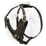 Shar Pei Breed Exclusive Padded Leather Harness for Walking and Training with Brass Fittings