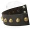 Gorgeous Wide Leather Dog Collar with Brass Pyramids for Shar Pei