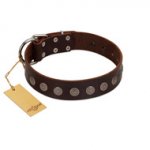 "Starry-Eyed" Best Quality FDT Artisan Brown Designer Leather Sharpei Collar with Small Plates
