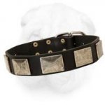 Leather Collar with Massive Hardware for Shar Pei Dogs