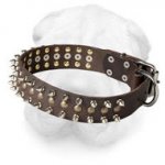 Leather Shar Pei Collar with Nickel Spikes and Brass Studs
