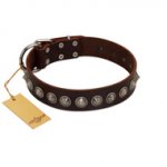 "Gothic Style" FDT Artisan Fancy Brown Leather Sharpei Collar with Silver-Like Decorations