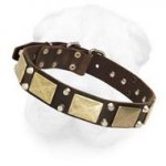 Royal Leather Collar with Plates and Truncated Studs for Shar Pei