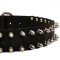 Nylon Shar Pei Collar with Nickel Plated Spikes