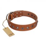 "Silver Age" Fashionable FDT Artisan Tan Leather Sharpei Collar with Silver-Like Studs