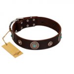 "Magic Stones" FDT Artisan Brown Leather Sharpei Collar with Chrome Plated Brooches and Studs