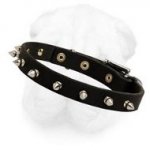 3/4 Inch Wide Spiked Leather Collar for Shar Pei with Buckle