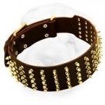Extra Wide Walking Collar for Shar Pei with Brass Spikes