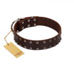 "Star Party" Handmade FDT Artisan Brown Leather Sharpei Collar with Silver-Like Studs