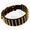 Extra Wide Walking Collar for Shar Pei with Brass Spikes