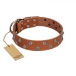 "Waltz of the Flowers" Handmade FDT Artisan Tan Leather Sharpei Collar with Chrome-plated Engraved Studs