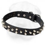 Leather Shar-Pei Collar Decorated with Nickel Plated Pyramids