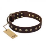 "Bronze Sheen" FDT Artisan Leather Sharpei Collar with Brass-Plated Studs
