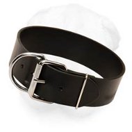 Extremely Wide Plain Design Shar Pei Collar Made of Full Grain Leather