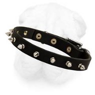 3/4 Inch Wide Spiked Leather Collar for Shar Pei with Buckle