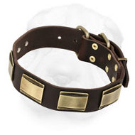 Leather Shar-Pei Collar Decorated with Brass Plates