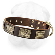 Leather Shar-Pei Collar Decorated with Vintage Brass Plates