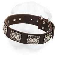 Leather Shar-Pei Collar Decorated with Vintage Nickel Plates