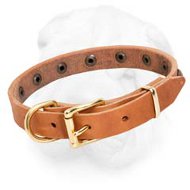 Leather Shar-Pei Collar Decorated with Brass Studs
