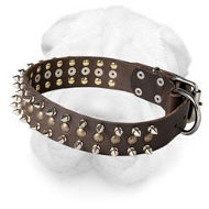 Leather Shar Pei Collar with Nickel Spikes and Brass Studs