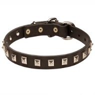 Slim Leather Collar with Square Studs for Shar Pei