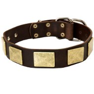 Stylish Shar Pei Collar with Brass Plates