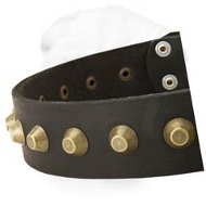 Gorgeous Wide Leather Dog Collar with Brass Pyramids for Shar Pei