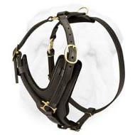 Shar Pei Breed Exclusive Padded Leather Harness for Walking and Training with Brass Fittings