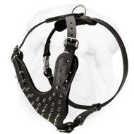 Leather Walking Harness with Spikes for Shar Pei Breed