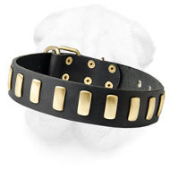 Gorgeous Wide Leather Dog Collar With Plates for Shar Pei
