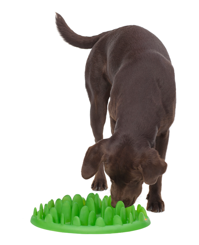 Small Interactive Grass Puppy Feeder for Shar Pei [KA16 ...