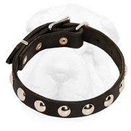 Decorated Shar-Pei Collar with Nickel Half-Ball Studs