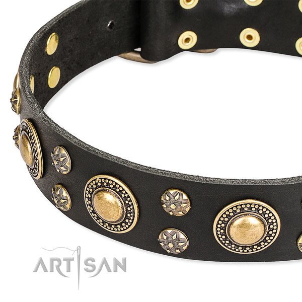 Daily use leather collar with rust resistant buckle and D-ring