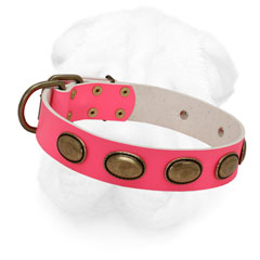 Shar-Pei Decorated Collar with Brass Hardware