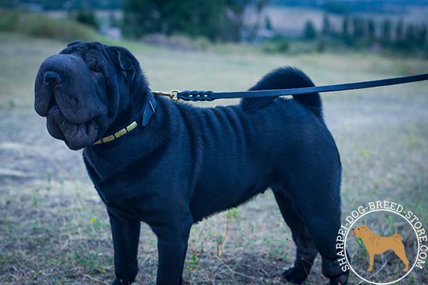 Adorned leather Shar Pei collar with plates