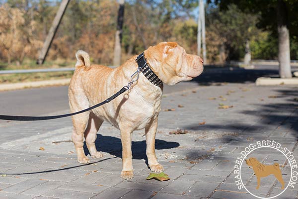 Catchy leather Shar Pei collar
