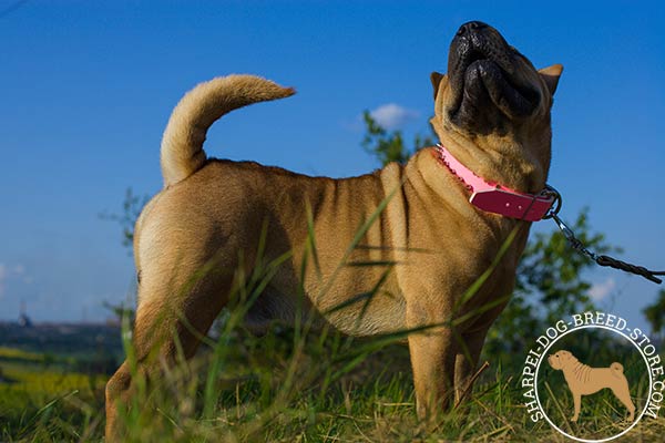 Sumptuous leather Shar Pei collar with nickel plated buckle