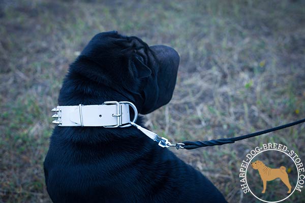 Sturdy leather Shar Pei collar with nickel plated buckle and D-ring