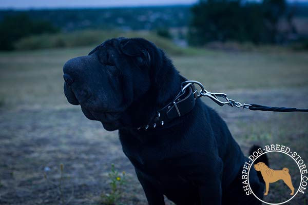 Stylish leather Shar Pei collar with mixed decoration