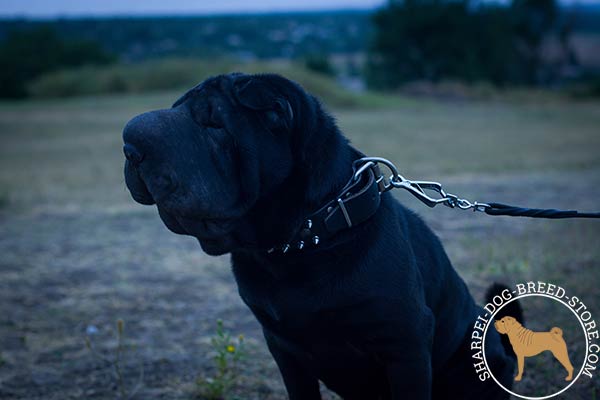 Stylish leather Shar Pei collar with mixed decoration