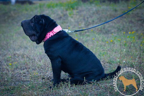 Female pink leather Shar Pei collar for walking in style