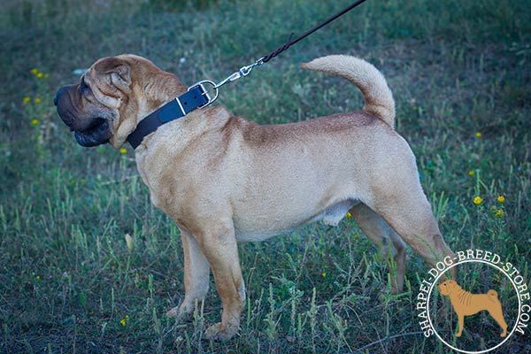 Simple-design leather Shar Pei collar