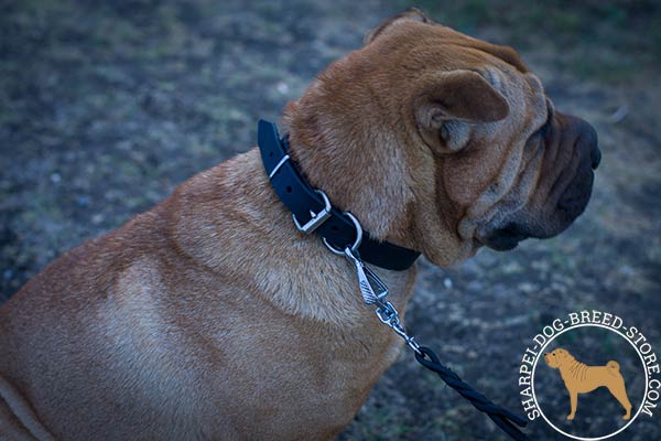 Classical smooth leather Shar Pei collar with nickel plated hardware