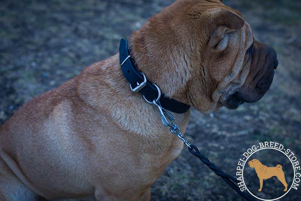 Reliable leather Shar Pei collar with nickel plated hardware