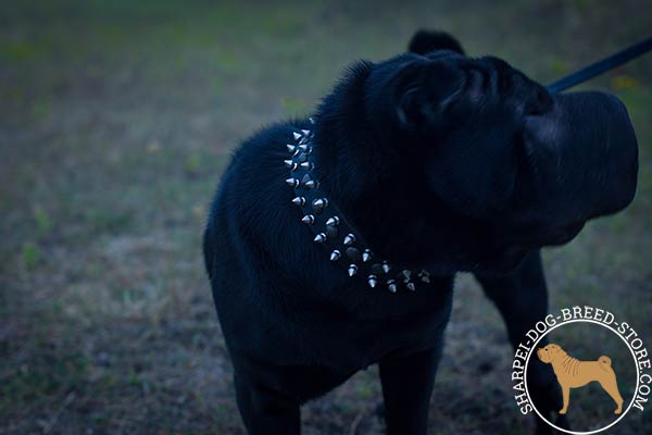 Leather Shar Pei collar with rust-proof spikes and studs