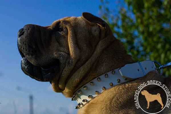 White leather Shar Pei collar